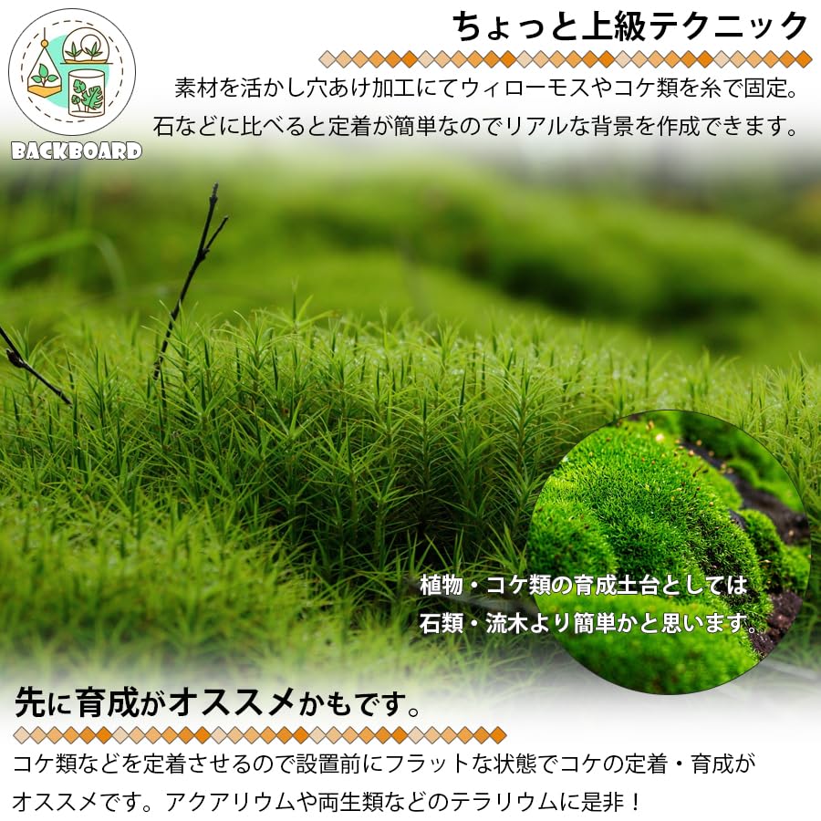 No.16グラステラリウム3030専用バックボード&岩セット 爬虫類背景 楽天
