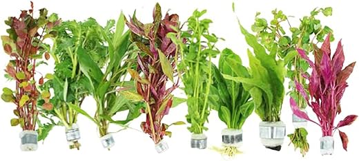 Aquatic Plants