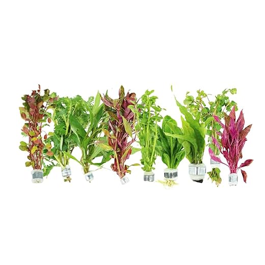 Live Aquarium Plants Bundle – 6 Freshwater Plants for Fish Tanks, Easy Beginner Low Light Aquatic Plant Pack, Mixed Variety