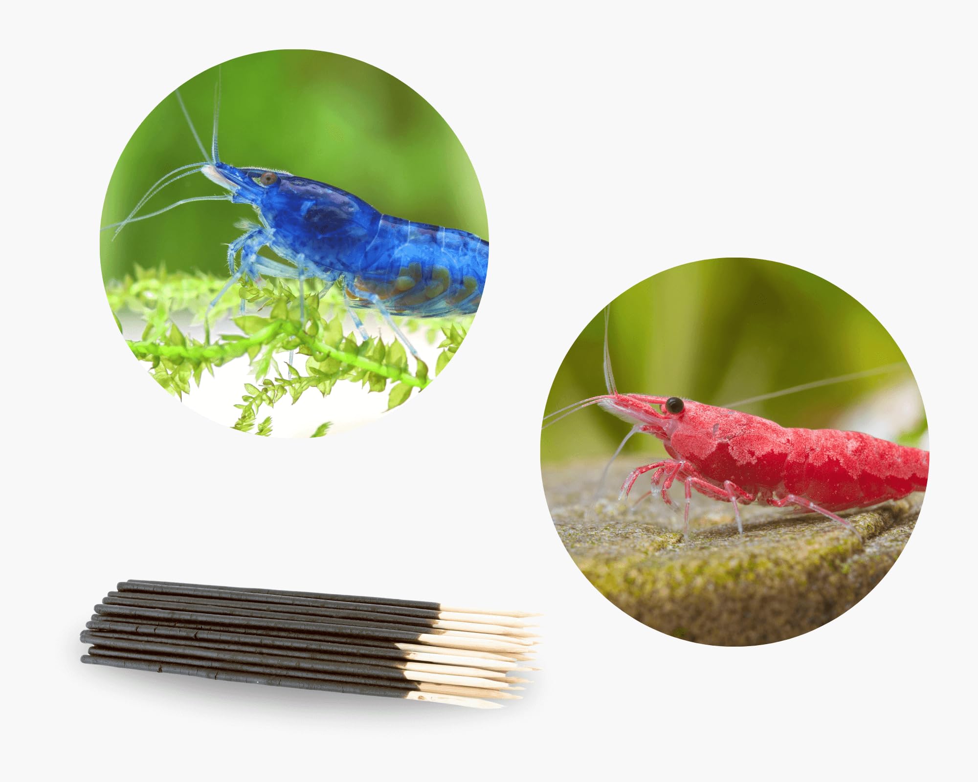 Neocaridina Garnelen Paket | Neocaridina Garnelen für Süßwasser Aquarium | 8 x Shrimp Lollies geschenkt | Red Sakura & Blue Dream Garnele