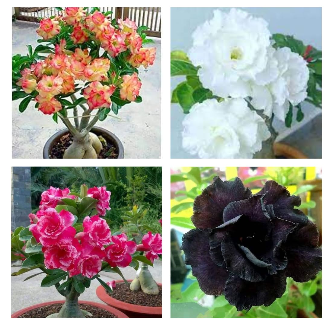 Combo Pack Of 4 Adenium Live Plants - Exotic Desert Rose Bundle | Colorful Flowering Succulents for Indoor & Outdoor Gardens | Low Maintenance, Hardy Species | 6-Inch Beauties (B0D4QNTDN8) Amazon Price History, Amazon Price Tracker