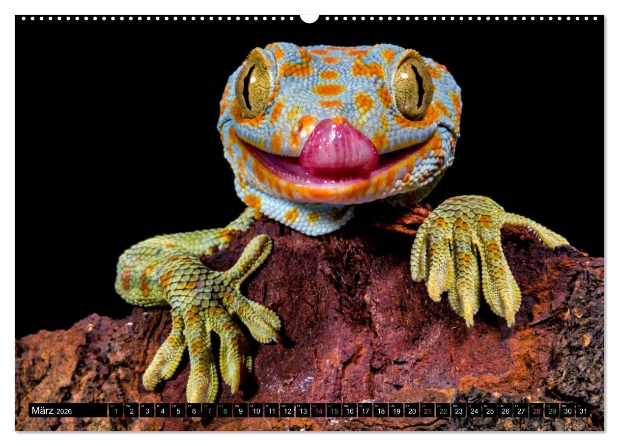 Kleine Drachen - Echsen (hochwertiger Premium Wandkalender 2026 DIN A2 quer), Kunstdruck in Hochglanz: Eine Welt voller Magie (CALVENDO Tiere)