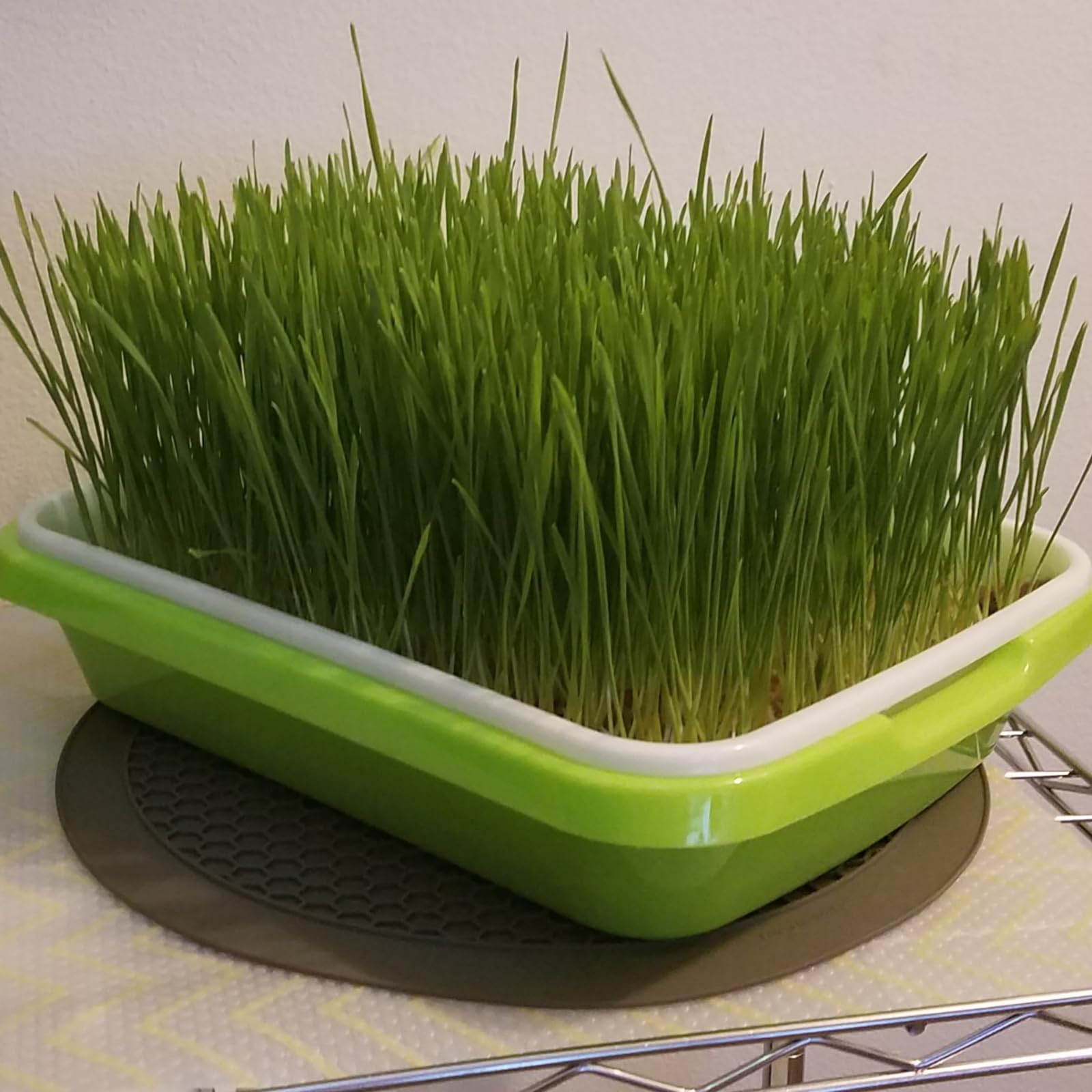 Saatkeimschale, BPA-frei, große Kapazität, Samenkeimschale, gesunder Weizengras-Samen-Züchter mit Deckel für Anbau, Bohnensprossen, Katzengras, Weizengras, Mungbohnen, 8 Stück
