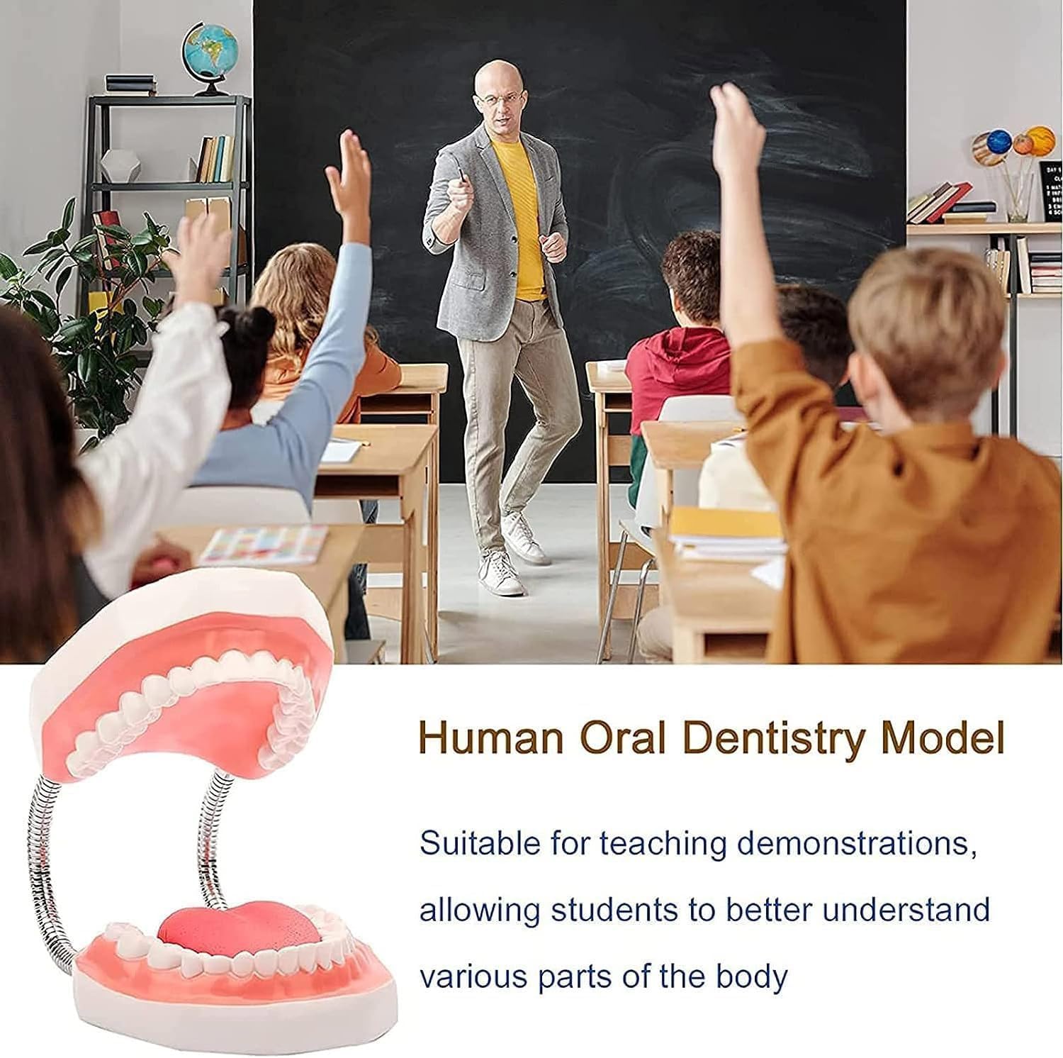 Modello dei denti dentali 6 volte più grande, modello anatomo dei denti con lingua staccabile, modello di insegnamento dello spazzolamento per bambini e ragazzi, modello di insegnamento della cura ora