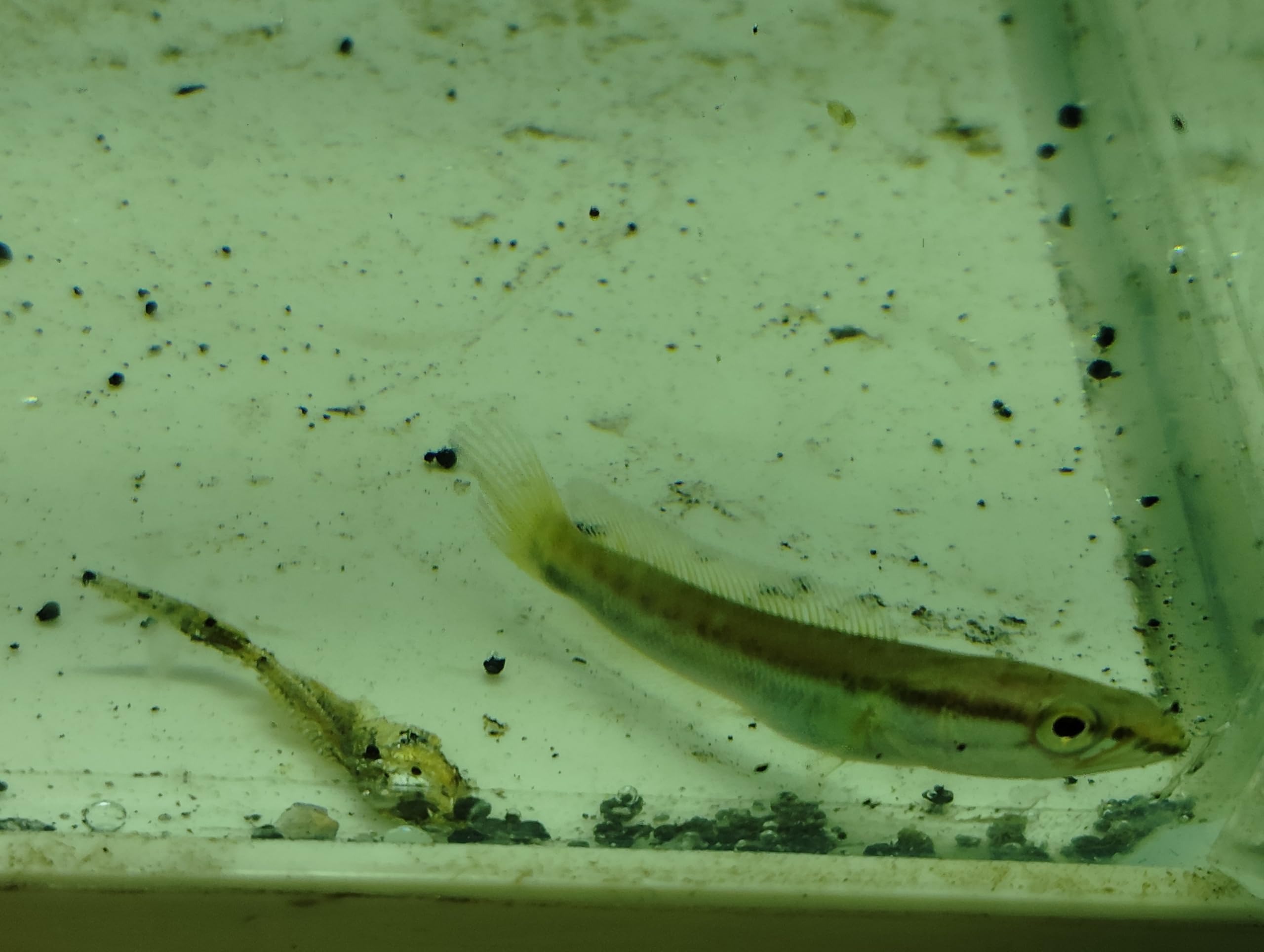 Amazon | タイワンドジョウ ベビーから若魚 ライギョ【生体 名生園 