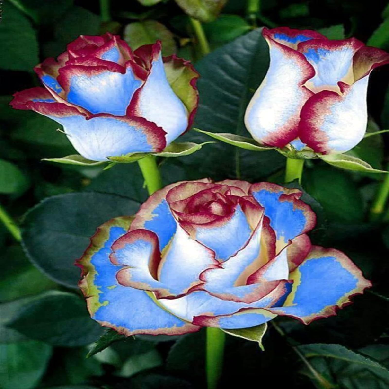 Rose Rhizome, Hardy Perennial, Garden Decoration, No Watering Required, Professional Planting, Suitable for Spring and Autumn-1 Rhizome-E — image 1