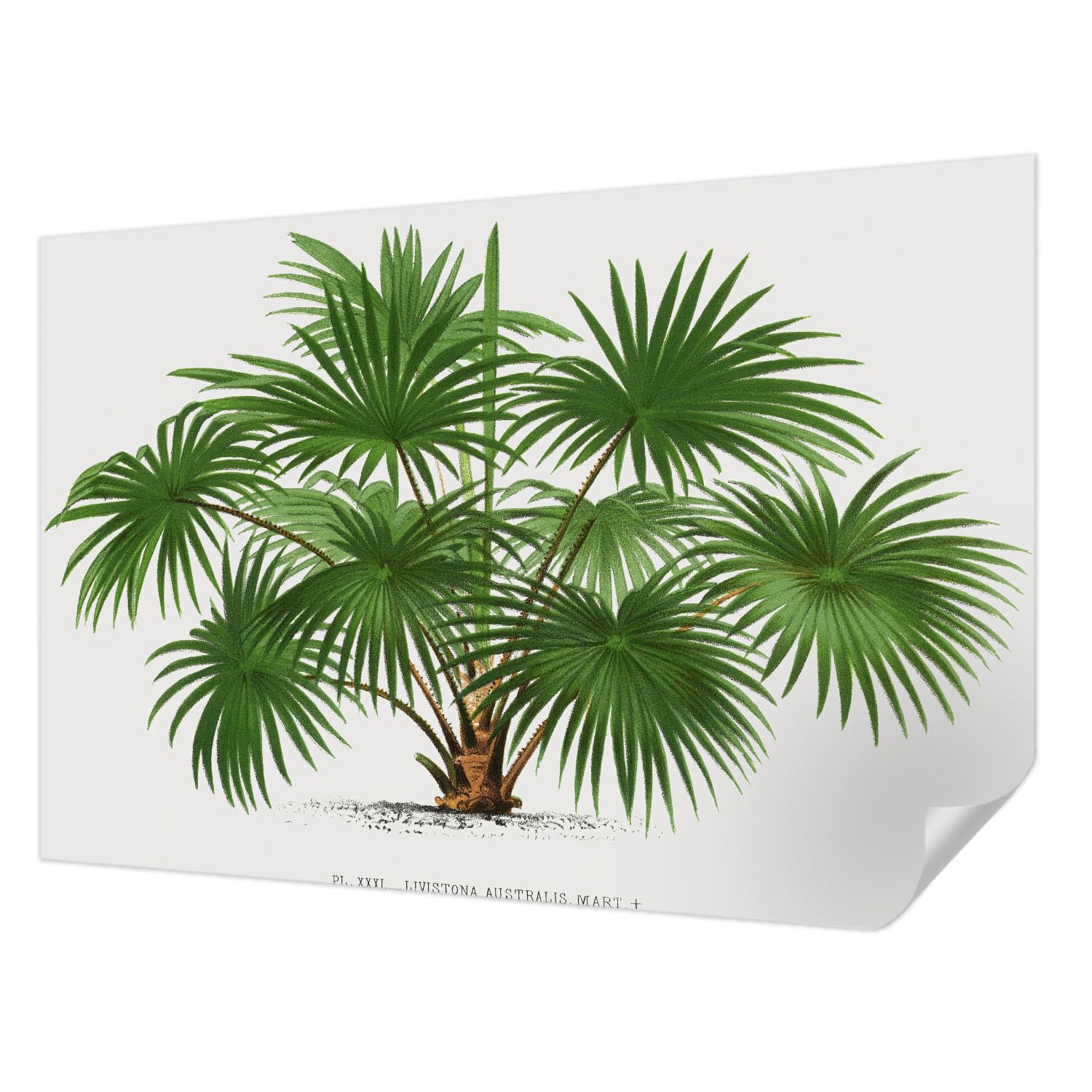 Papier peint photo Tulup de haute qualité motif exotique
