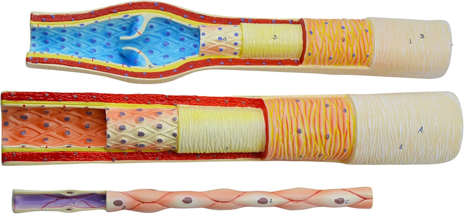 EISCO 3 Piece Artery, Vein and Capillary Model Set, 13 Inch - Enlarged - Numbered - Cross Sections