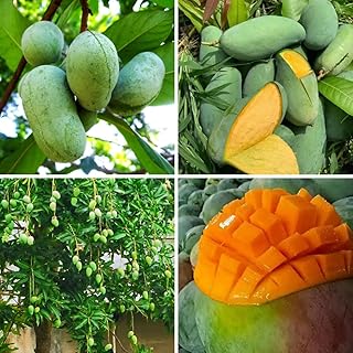 3pcs Mango Tree Seeds for Planting – Fast-Growing Tropical Fruit Seeds...