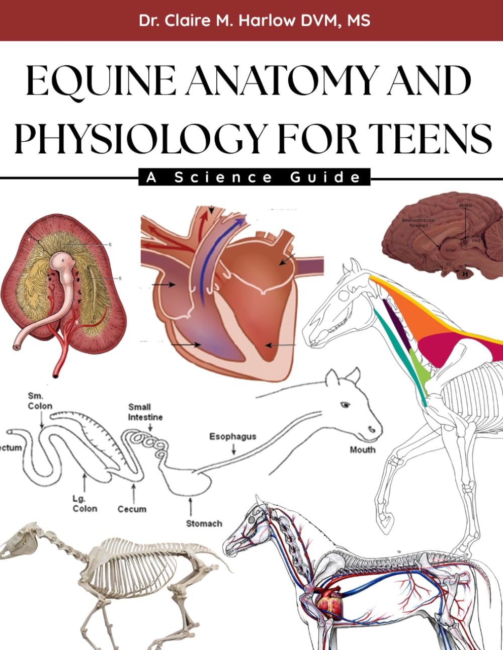 EQUINE ANATOMY AND PHYSIOLOGY FOR TEENS: A Science Guide
