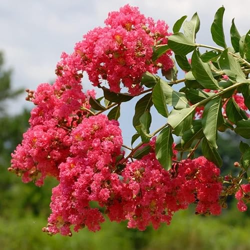Miniatura 8 de Crape Myrtle Tuscarora  10 plantas vivas  Lagerstroemia Indica  Flores rojas vibrantes  Arbusto ornamental de rápido crecimiento  Tolerante a la