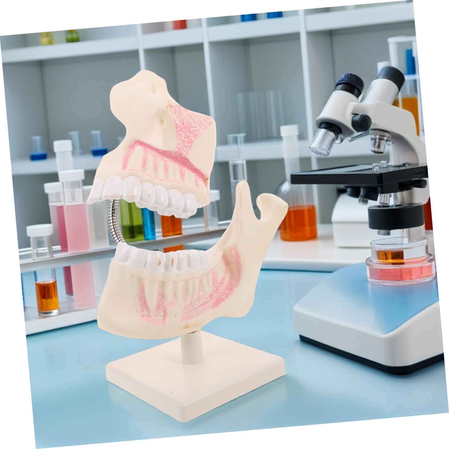 PLAFOPE Modello di Denti Typodont in Plastica per Studio Odontoiatrico Pratica Dimostrativa e Apprendimento