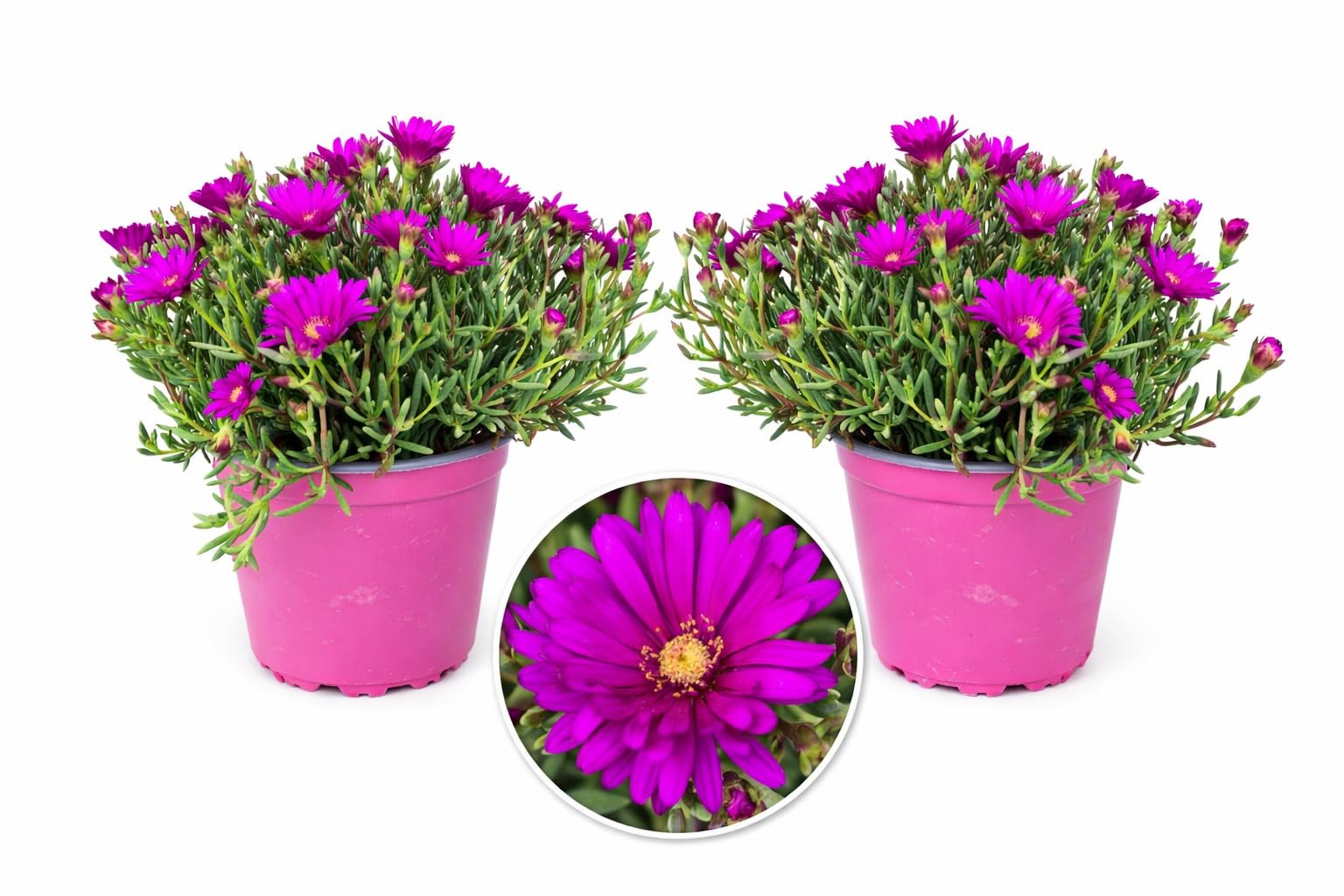 POWERS TO FLOWERS - MESEMBRIANTEMO FUCSIA, VASO 14CM, 2PIANTE, piante vere