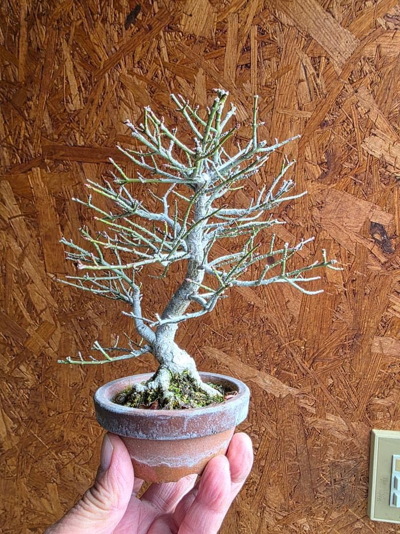 Amazon｜コマユミ小盆栽素材｜観葉植物 オンライン通販