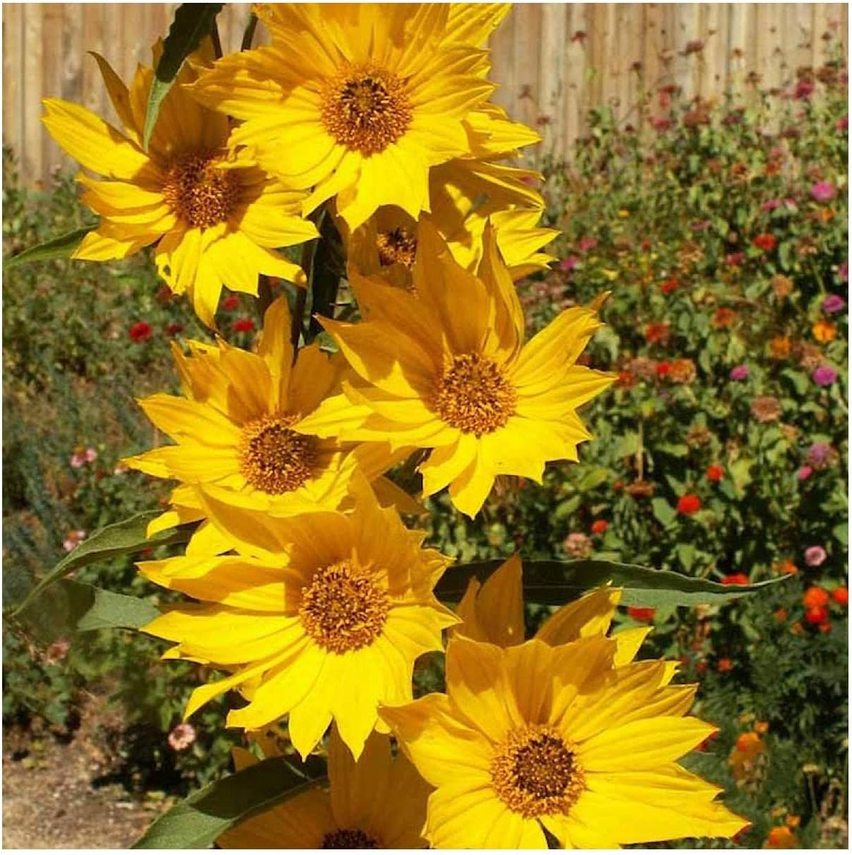 Everwilde Farms - 1 Lb Maximilian's Sunflower Native Wildflower Seeds - Gold Vault