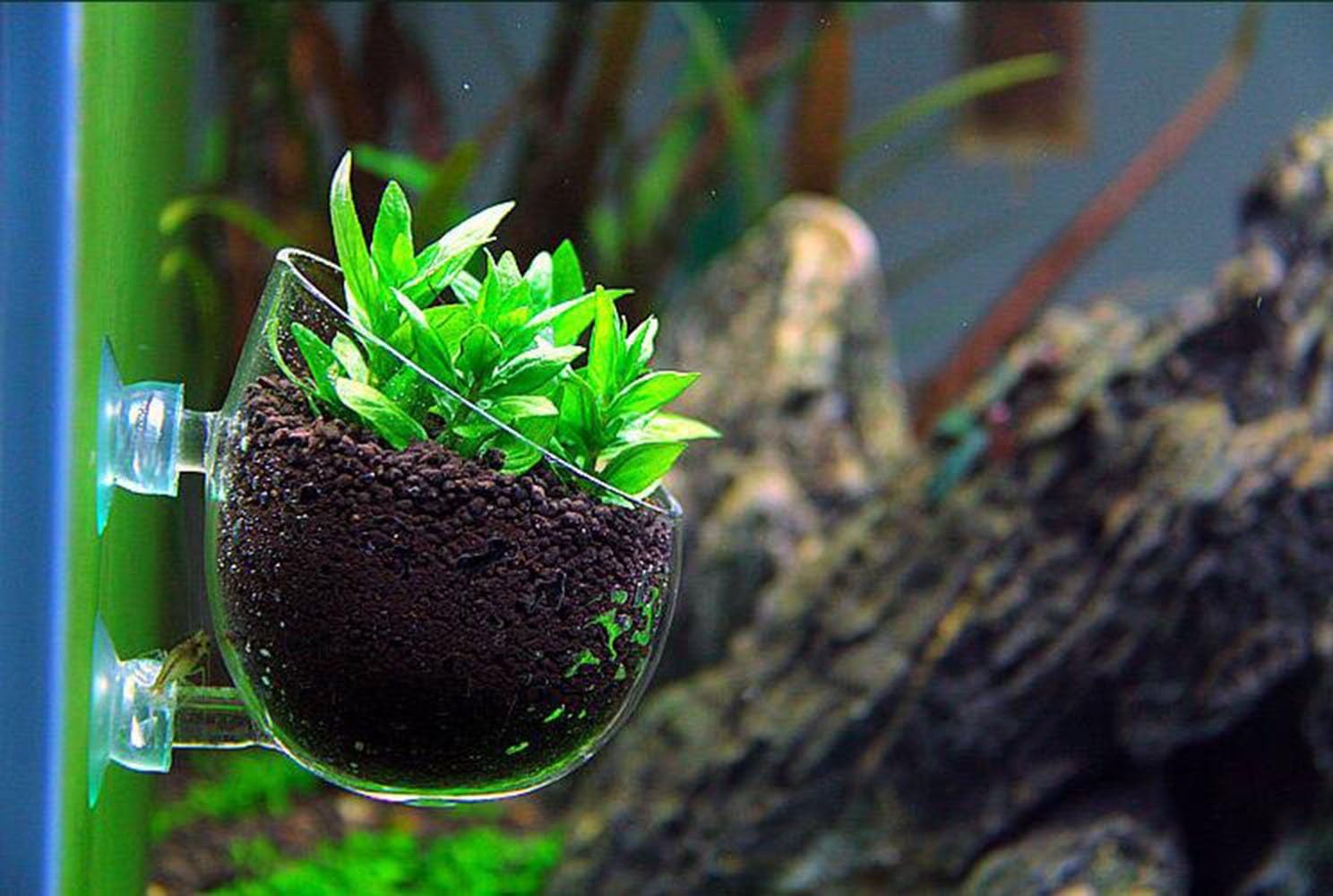 PINVNBY Plant Pot Aquarium Decor Aquatic Plant Cup with 2 Suction Cup for Fish Tank Aquarium Aquascape(2 Pack) - Image 3