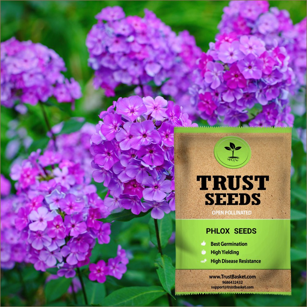 TrustBasket Premium Flower Phlox Seeds (Open pollinated) | Sow and Grow Fresh Healthy Seed in Your Garden Perfect for Home & Terrace Gardening High Germination Seeds (B07DDCLYXW) Amazon Price History, Amazon Price Tracker