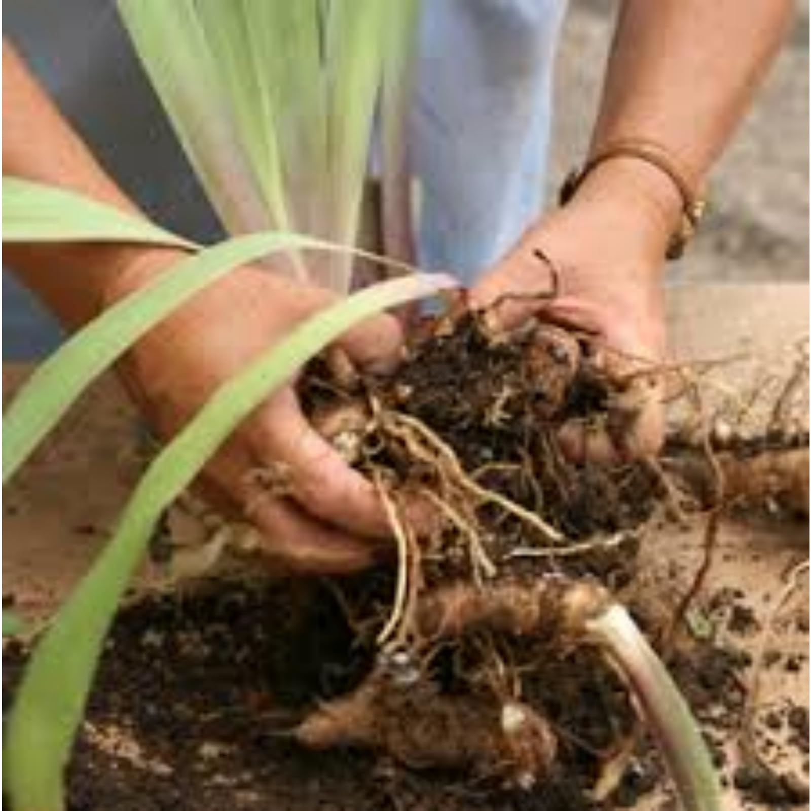 Iris Zwiebeln, Winterhart Iriszwiebeln Bringen Langanhaltende Farbe In Den Garten.-15 Stück-B