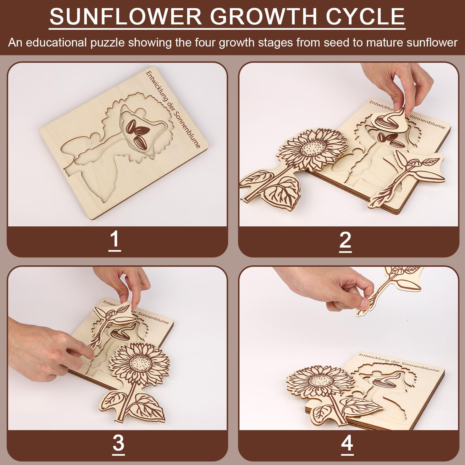 Puzzle du Cycle Vie Tournesol pour Enfants, Jouets Éducatifs en Bois, Apprentissage du Cycle Vie, 3-8 Ans