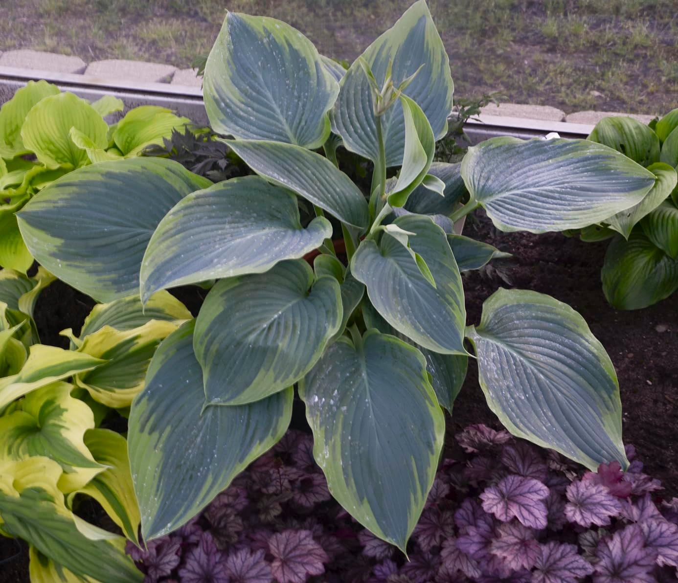 Live Plant from Green Promise Farms - Proven Winners, Hosta Shadowland 'Wu-La-La', Violet Flowers - #1 Gallon Size Container