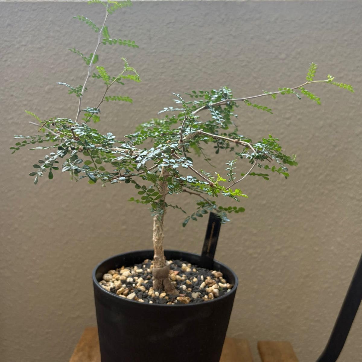 Composition UH』 絵画・現代アート・鉛筆画・原画・額縁付 色鉛筆画