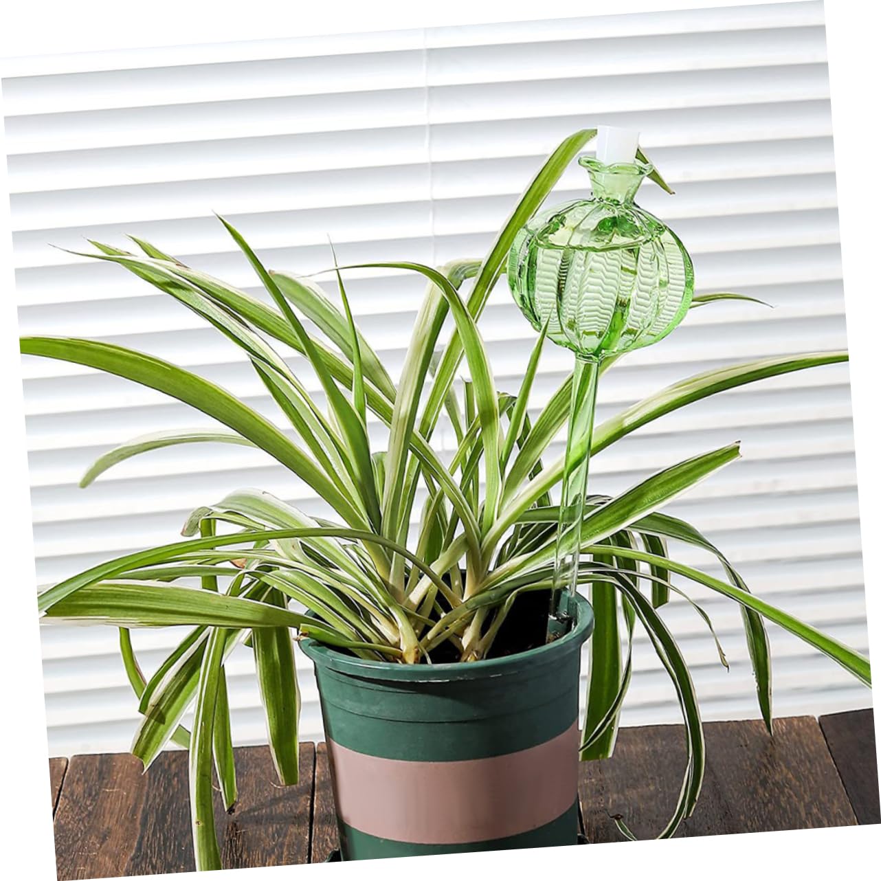 Globe D'arrosage Automatique Cactus Vert 4 Pièces en Verre Borosilicate