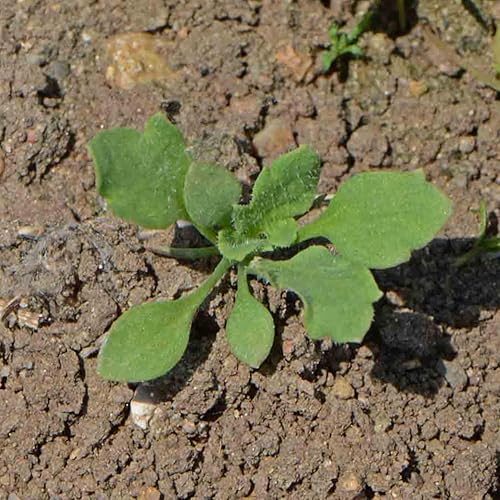 Miniatura 5 de Seed Needs, Semillas de amapola roja  10,000 semillas tradicionales para plantar papaver rhoeas  Amapola de maíz anual que atrae mariposas al jardín