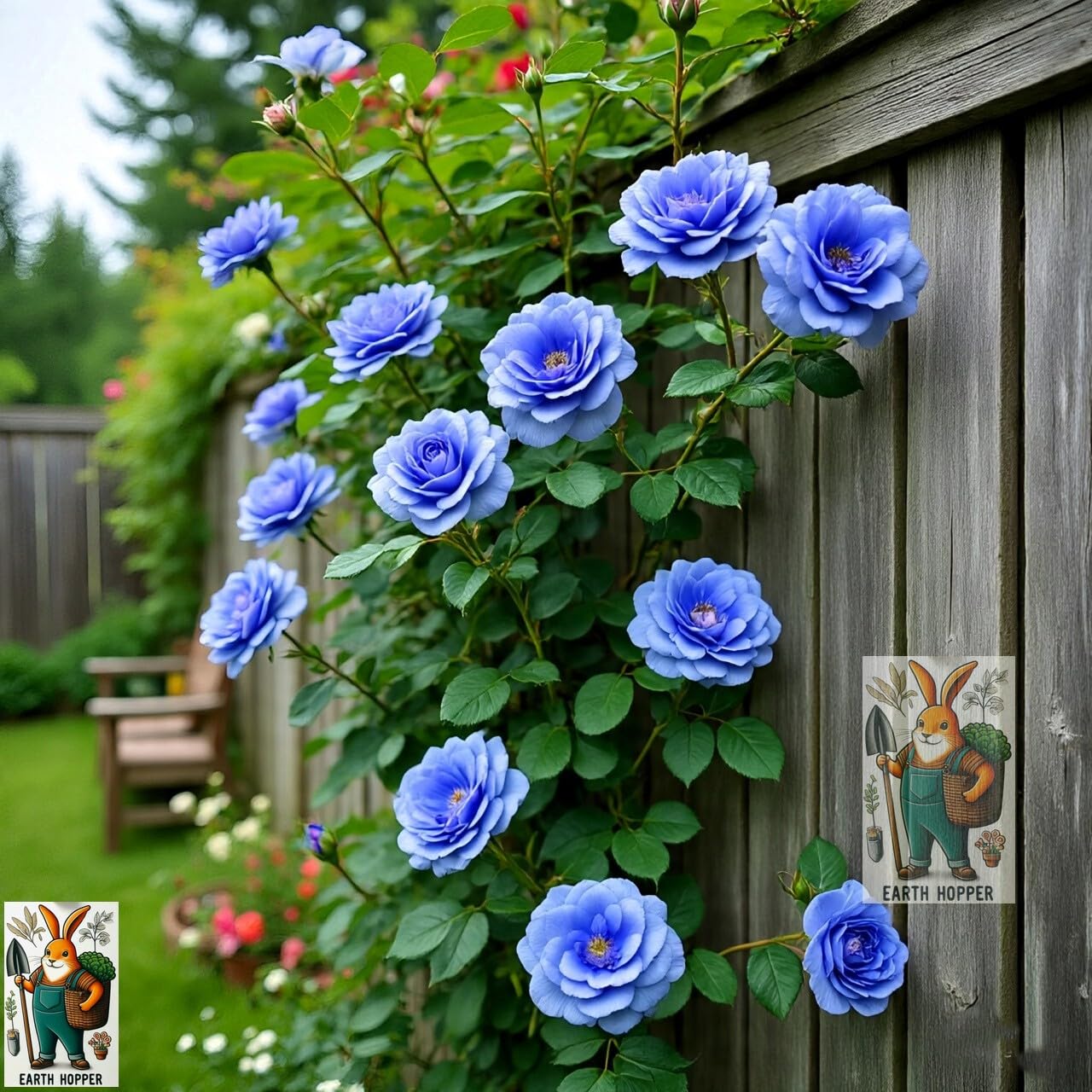 Earth Hopper Climbing Rose Hybrid Seeds Pack - Large Flowers- 70 Easy-to-Grow Seeds for Vibrant Blooms, Suitable for All Indian Climates (ALL IN ONE MIX) - Image 4 thumbnail