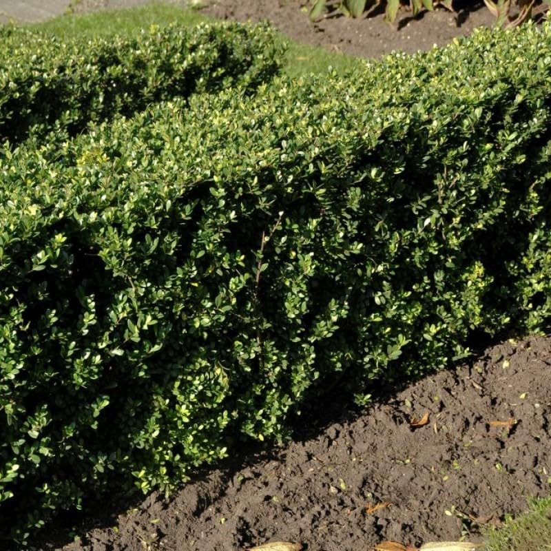 4 x Ilex crenata 'Dark Green' - Japanische Stechpalme in 1 Liter Topf  (15-30 cm Hhe) : Amazon.de: Garten
