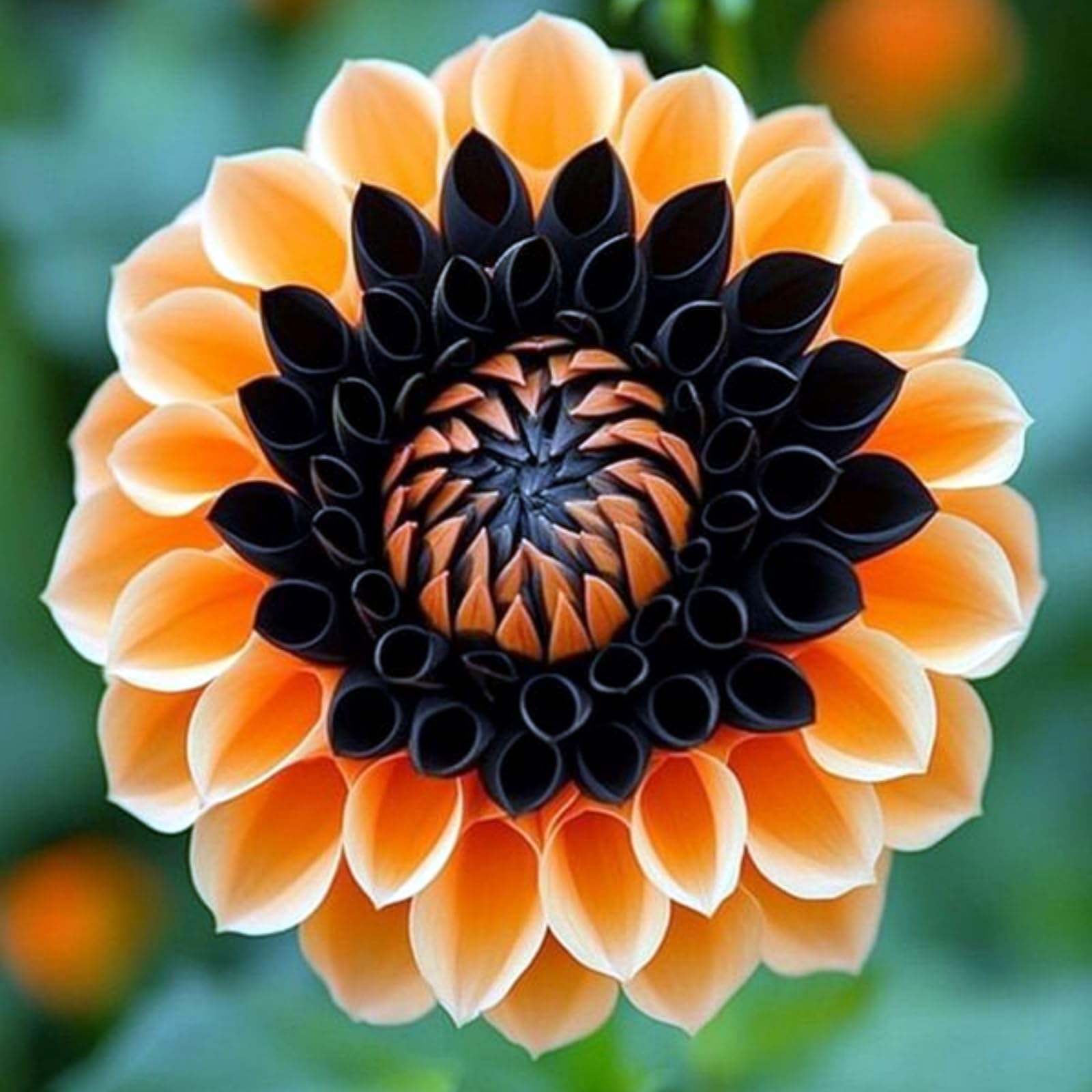 Dahlia Rhizome for Planting, Hardy Perennial, Excellent Display, Mix Greening Flower, Natural Organic, Wedding, Balcony Garden, Easy to Maintain-2 Rhizome-G