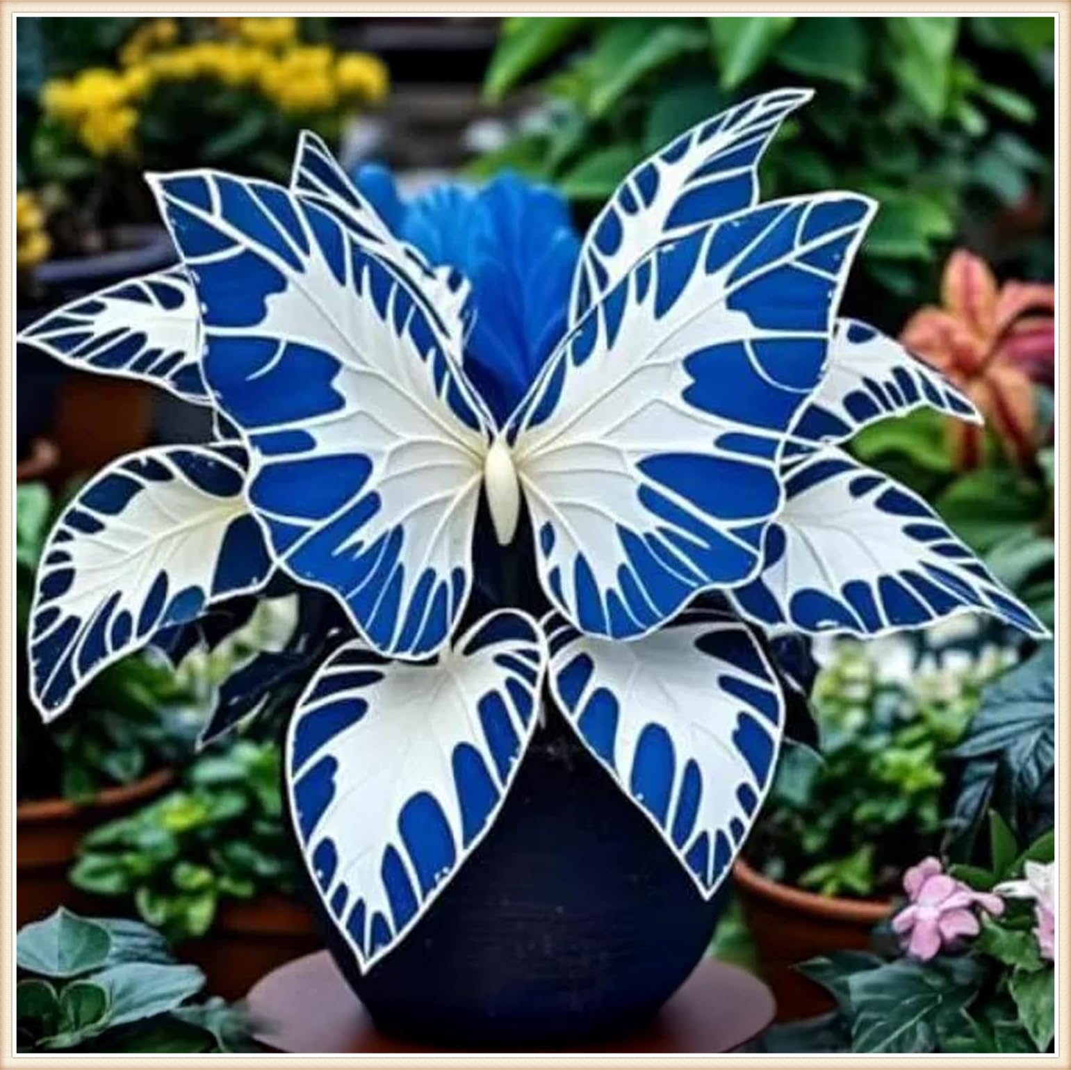 Excellent Display, Perennial, Easy Plant, Wedding Flowers, Ornamental Flowers, Garden Bulbs, Hosta Bulbs Live, Hosta Plants for Sale, 4bulbs-d