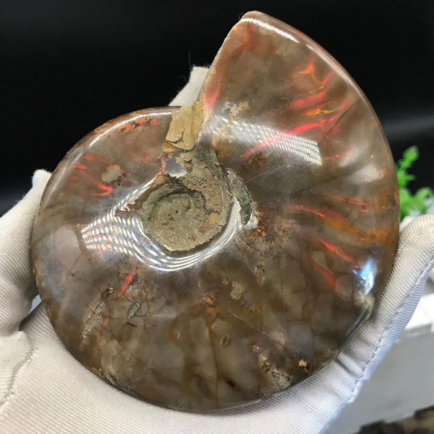 Rainbow Conch Natural Conch Fossil Rough Stone Iridescent Ammolite Facet Specimen Fossil Fidelity Color Natural Gemstone for Pendant Necklace Home Craft Decor,3.1"(8cm)