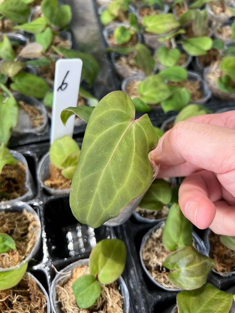 Z10ベッセアエ × デビリス×ドリームウィーバー×パピリラミナム Amazon｜アンスリウム 交配種, ベッセアエ × デビリス