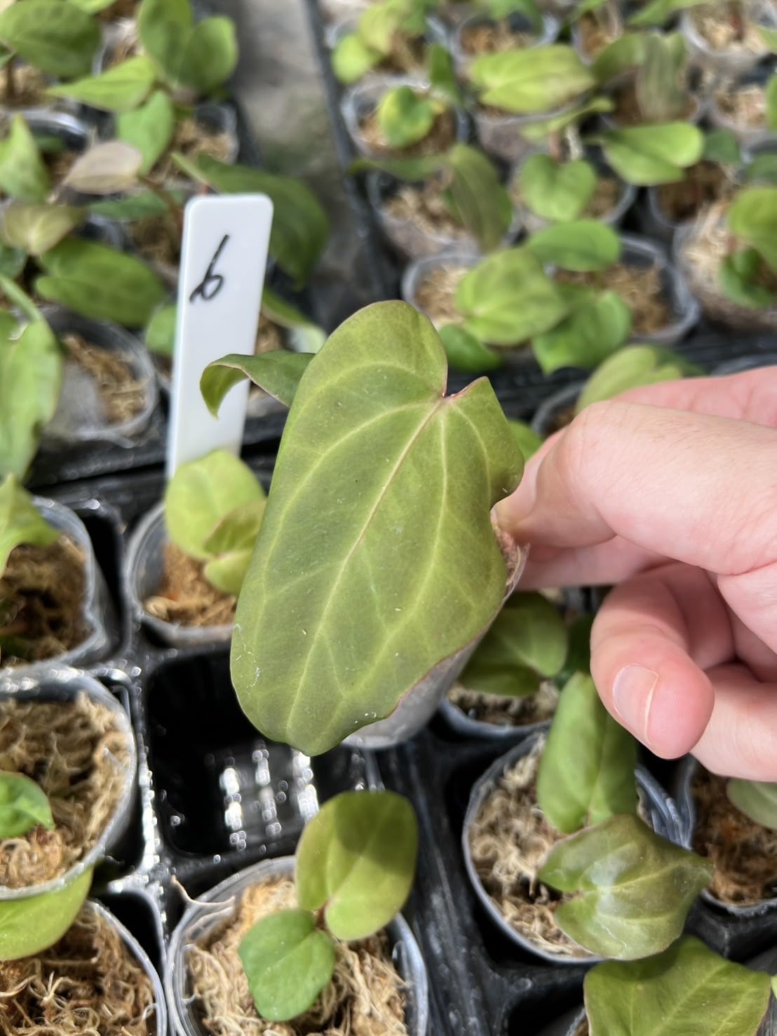 Z10ベッセアエ × デビリス×ドリームウィーバー×パピリラミナム アンスリウムAnthurium （(besseae × debilis) × ('Dreamweaver