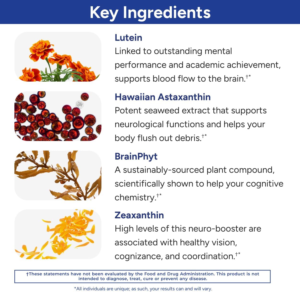 Gundry MD Power Phenols Brain Health Supplement for Cognition, Focus, Motivation, Productivity, and Energy - (30 Servings) - Image 4