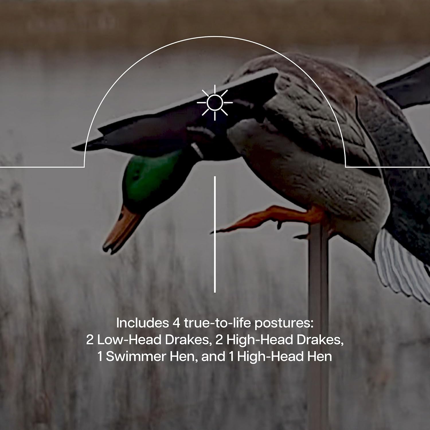 Avian X Powerflight Smart Motion Mallard Motorized Wing Duck Decoy, Ideal for Hunting, Outdoor, Wasp, Deer, Fake Call, Animal Scare