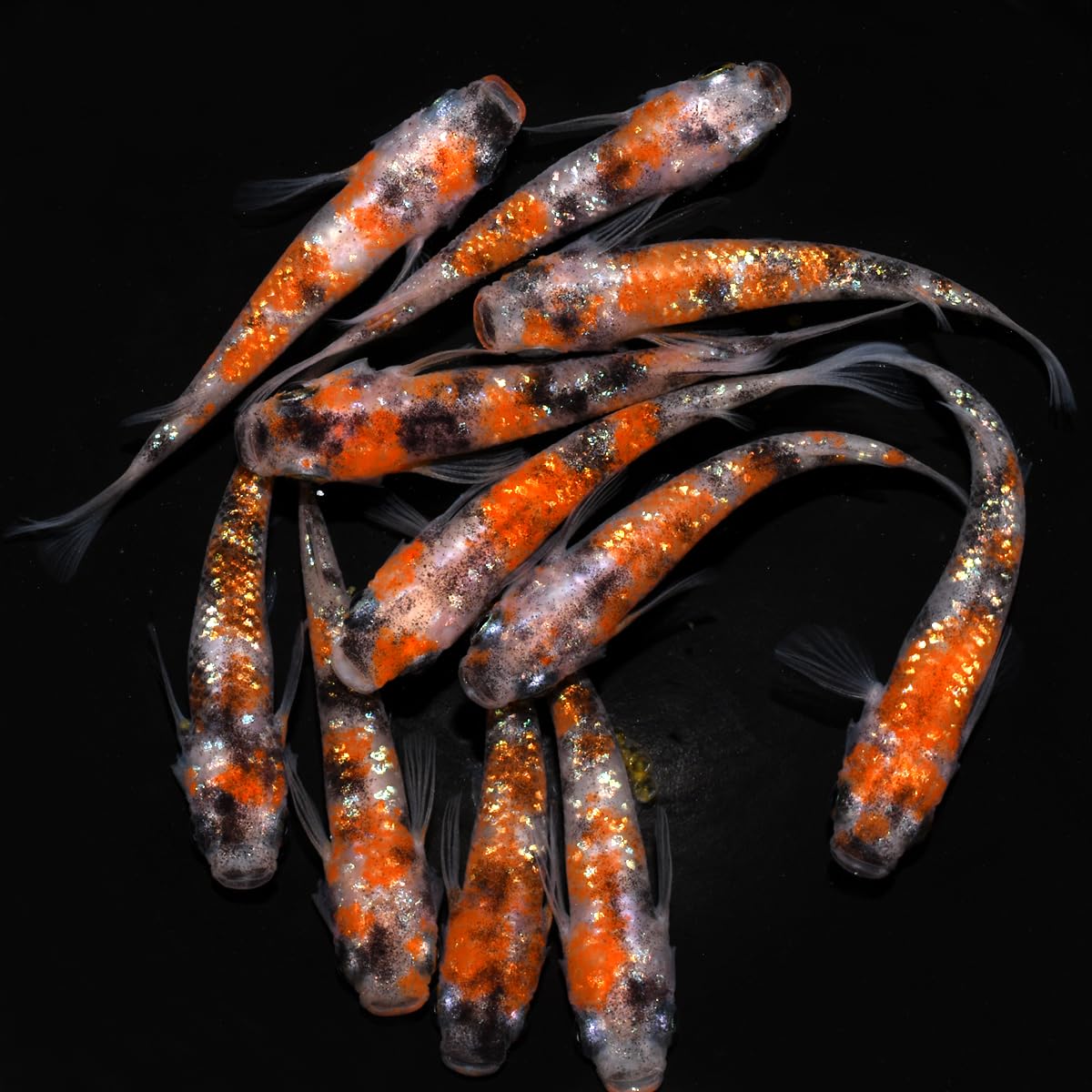 【 年間出荷量５万匹以上！ 】三色 ラメ 高級 メダカ 稚魚 生体 10匹+α…