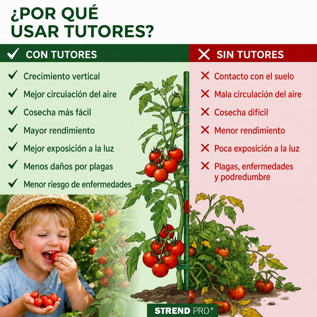 STREND PRO Tutores Espirales para Tomates 180 cm, Pack de 25 | Ø 6,5 mm, Acero Galvanizado | Soporte para Plantas Trepadoras