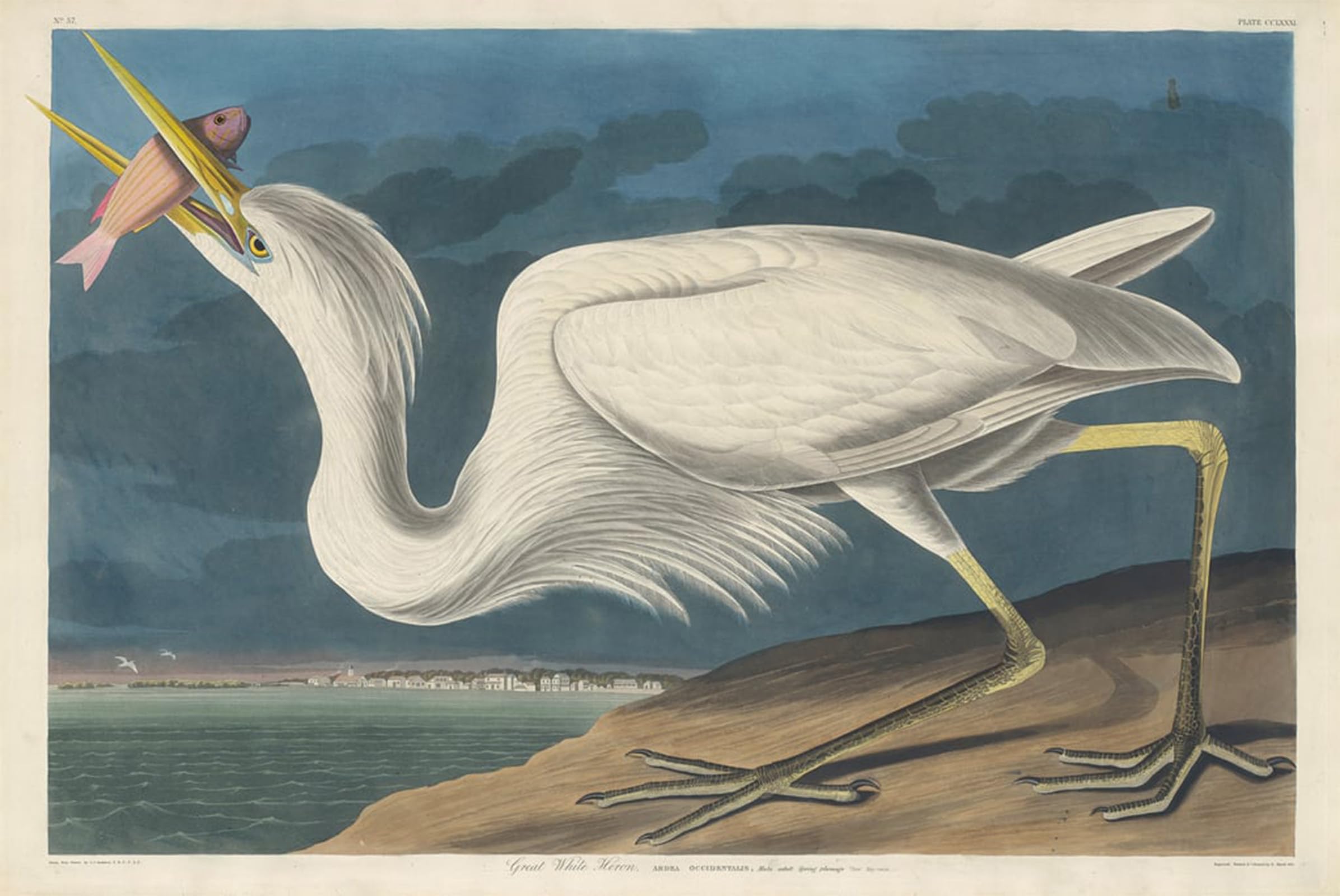 SERENDIPITP Vintage Picture Print on Canvas Wall Art Poster Great White Heron by John Jamess Audubon Artwork Print Poster for Wall Decor 60x90cm
