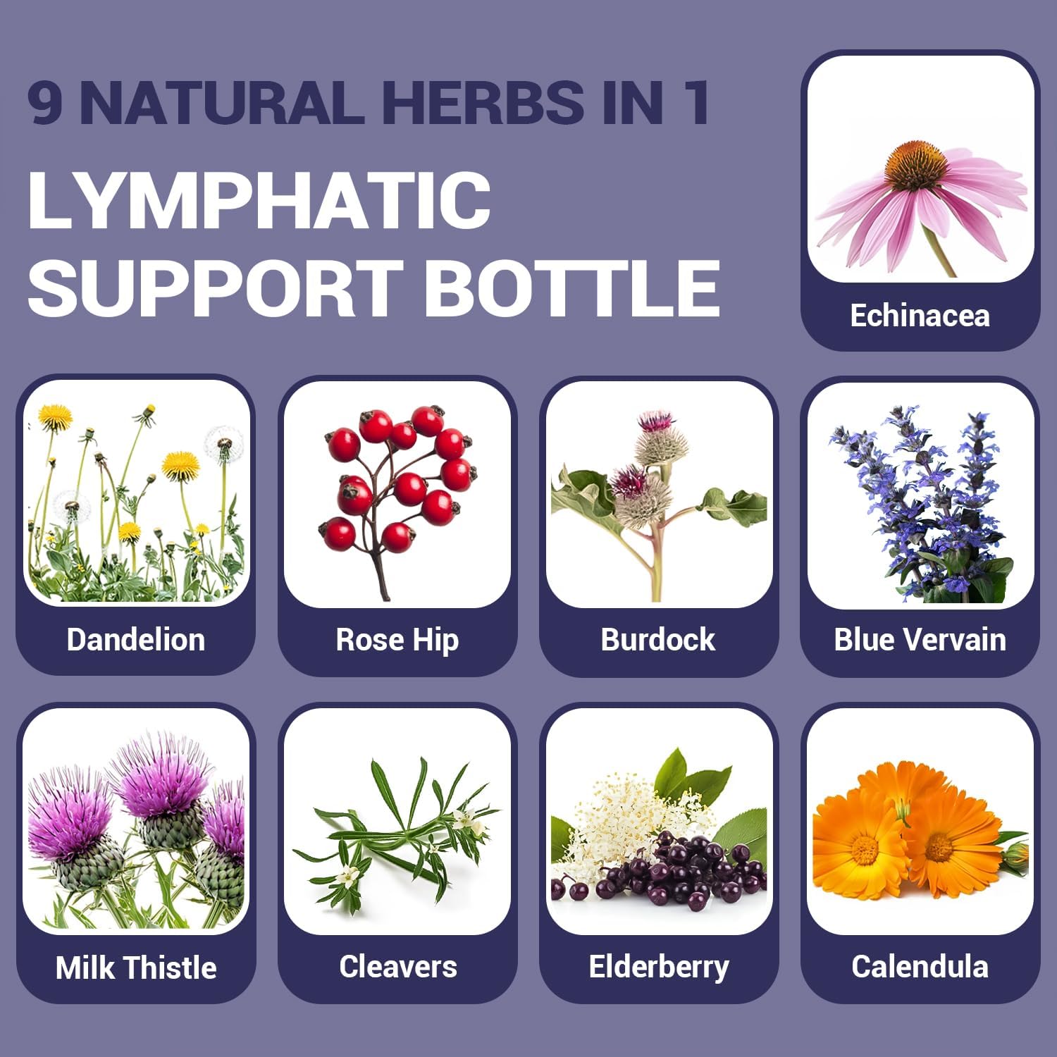 Lymphatic Drainage Drops 2 fl oz (60 mL), Natural Blend with Elderberry, Burdock Root, Dandelion & Echinacea | Herbal Support - Image 2