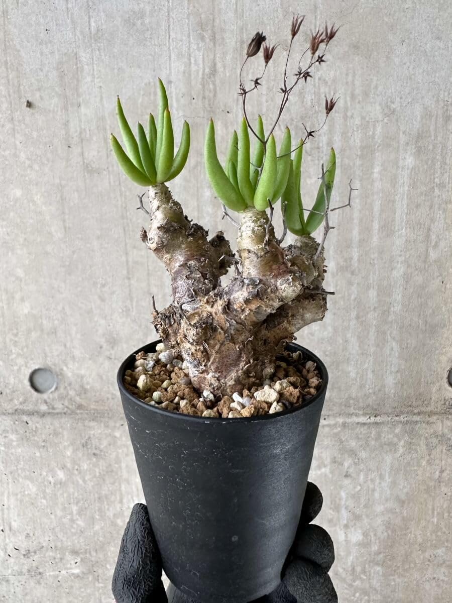 Tylecodon reticulatus【現地株】レティキュラータス万物想 Amazon｜【現品限り】チレコドン・レティキュラータス 現地株 発