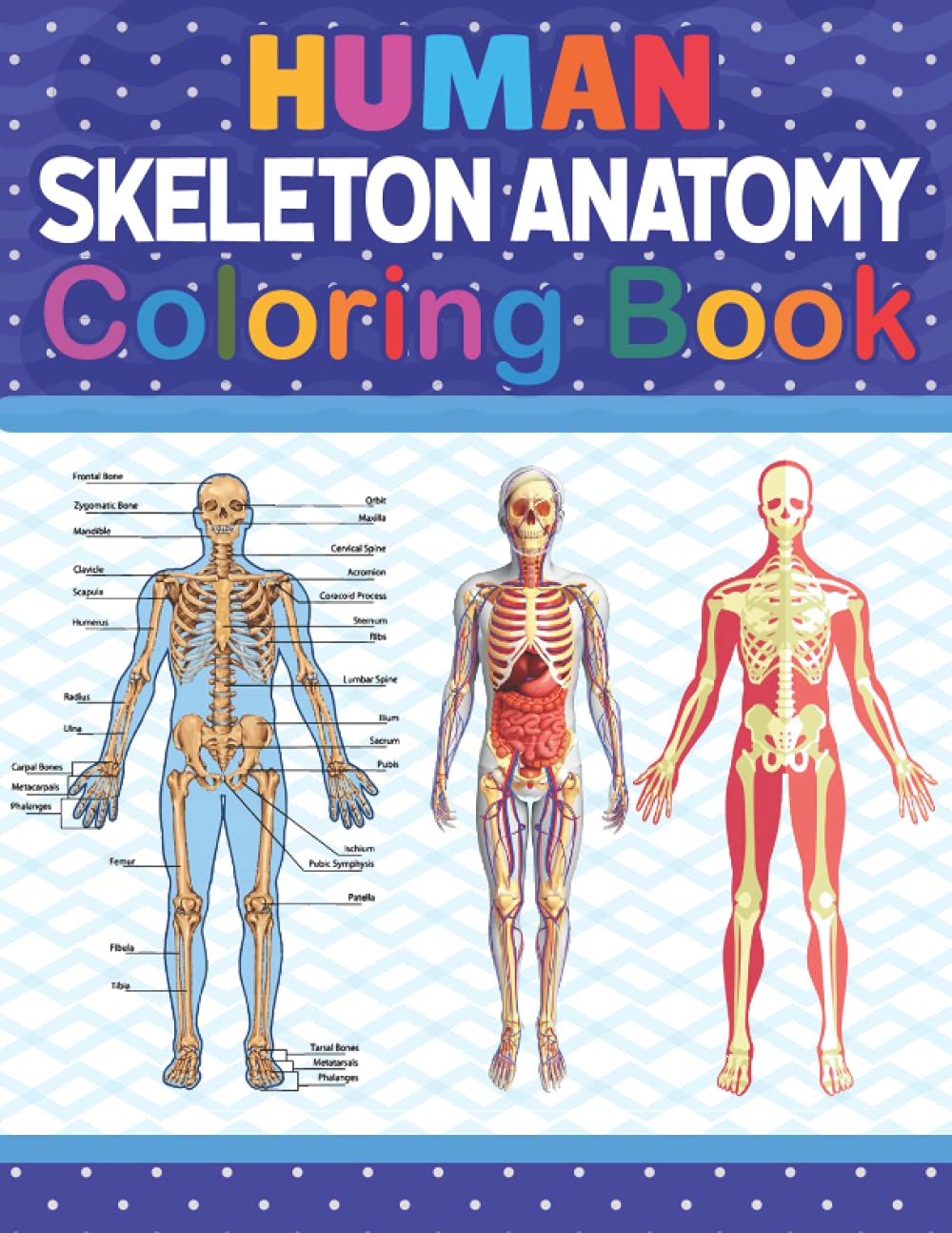 Buy Human Skeleton Anatomy Coloring Book: Incredibly Detailed Self-Test ...