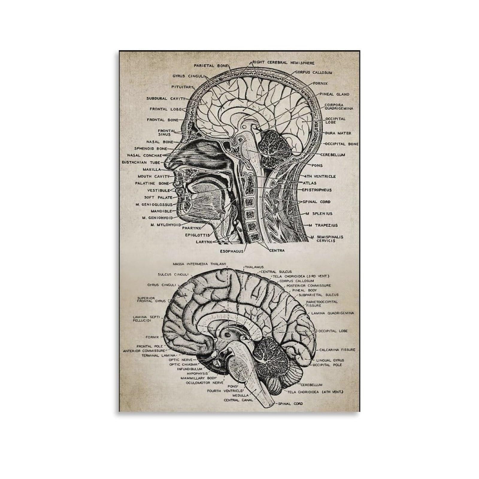 RNUMLIGH Antique Brain Anatomy Chart Vintage Poster Scientific Diagram Wall-Art for Home Office Psychology Office Decor(Unframed,16x24inch(40x60cm))