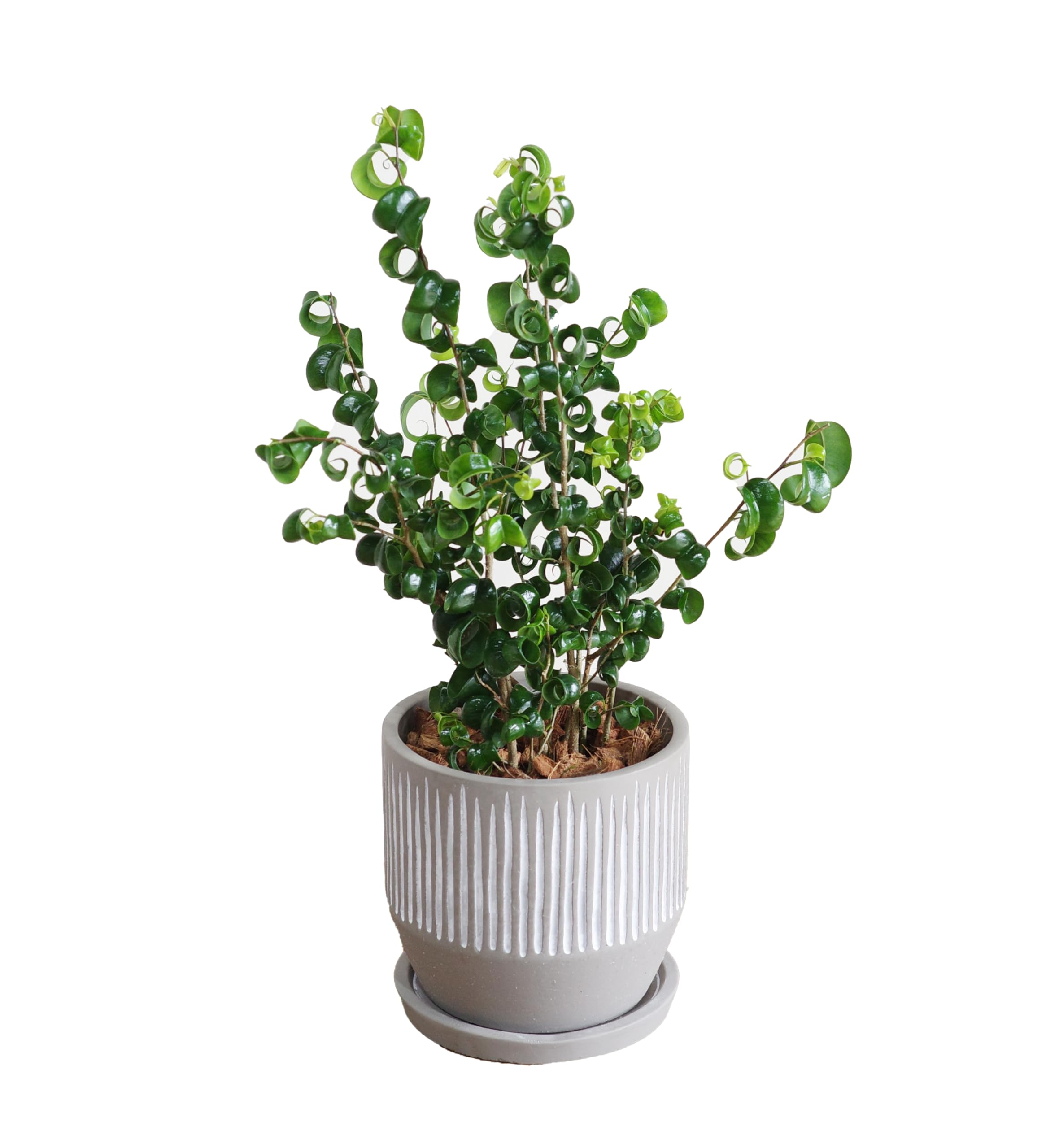 Amazon｜ベンジャミン バロック セメント鉢植え 縦ライン アッシュ