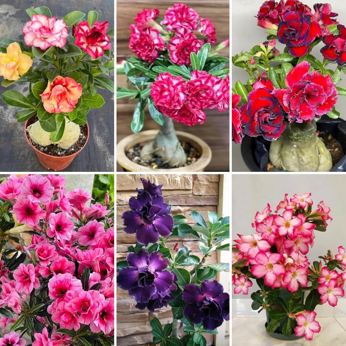 Desert Rose Seeds Mixed, Adenium Obesum, 80PCS Exotic Succulent Ornamental Flower Seeds, Drought Tolerant, for Home Garden, Balcony and Bonsai