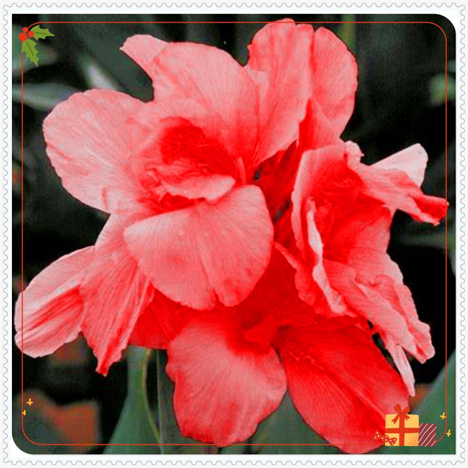 Perennial,Giant Canna Lily Bulbs, Hardy, Professional for Beautiful Garden Displays-4 Bulbs-J
