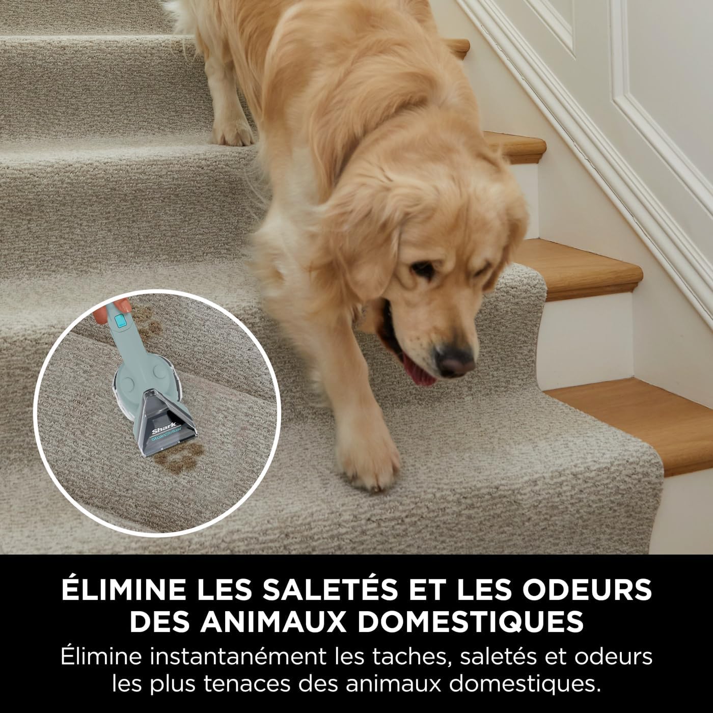 Person using the pet stain tool on carpeted stairs with a dog nearby