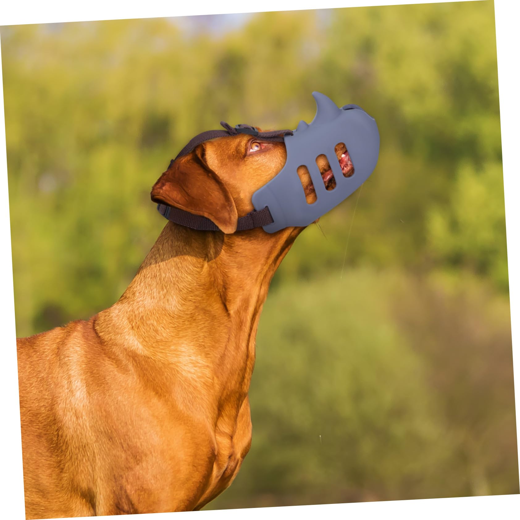 Gatuida 3pezzi Museruola Per Toelettatura Cani Morbida in Silicone Regolabile Per Prevenire Morsi e Proteggere La Bocca Adatta Piccoli Animali e Cani Da Masticare