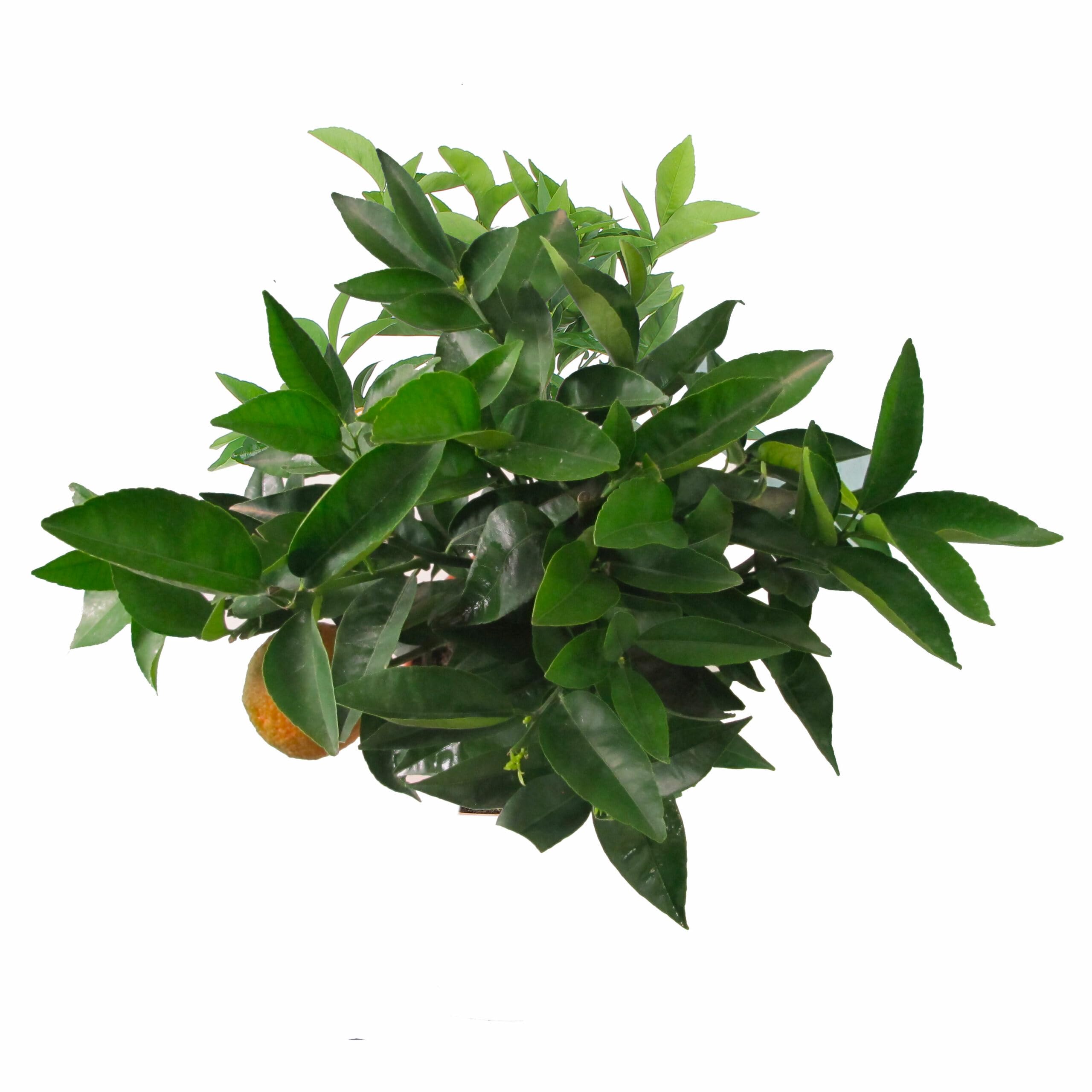 KENTIS – Zitrus-Clementine – Mandarine – Echte Fruchtpflanze – Outdoor-Pflanze für Garten, Balkon und Terrasse – H 70–80 cm Topf-Ø 20 cm