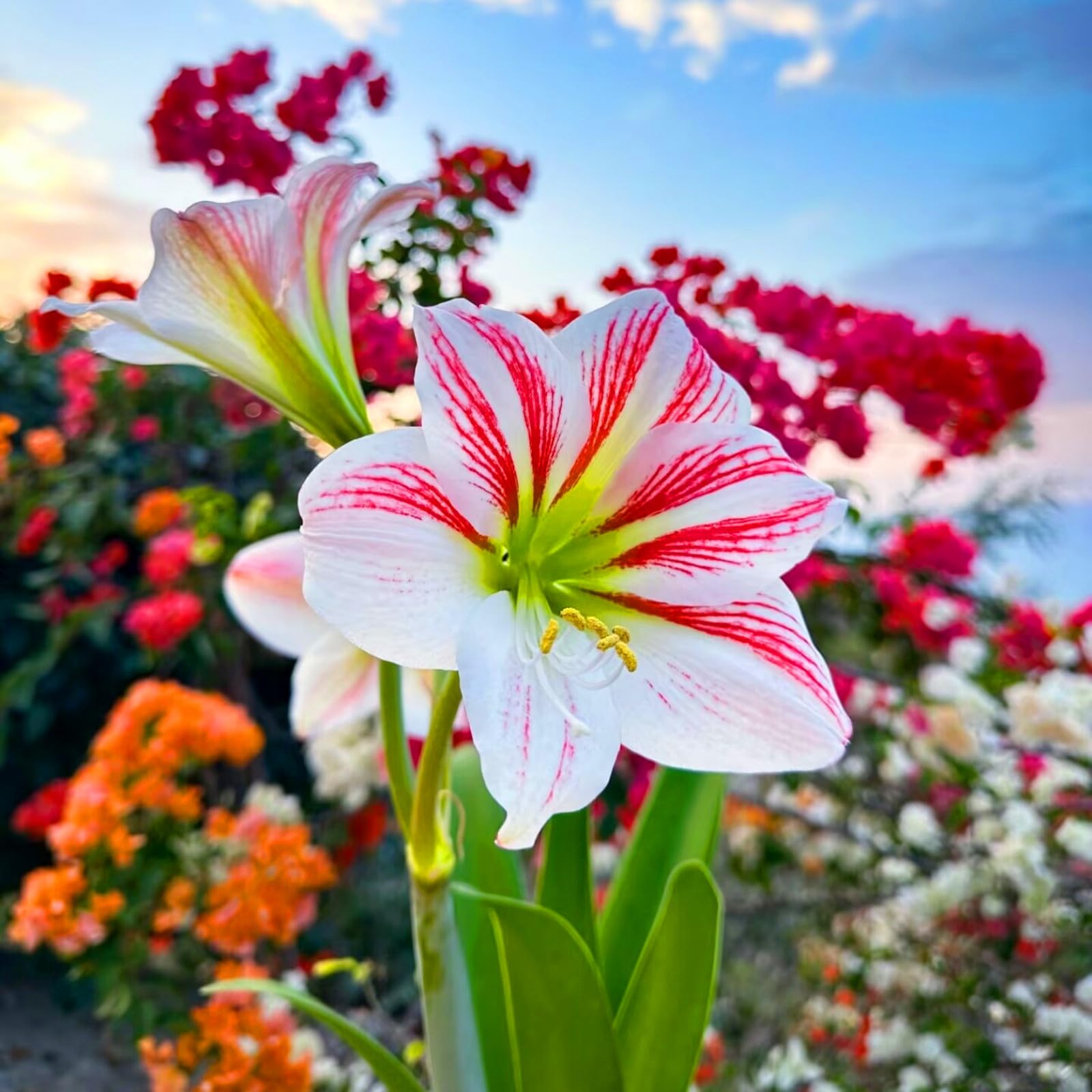 Amaryllis. Bulbi perenni resistenti per giardini estivi e invernali-5bulbi-A